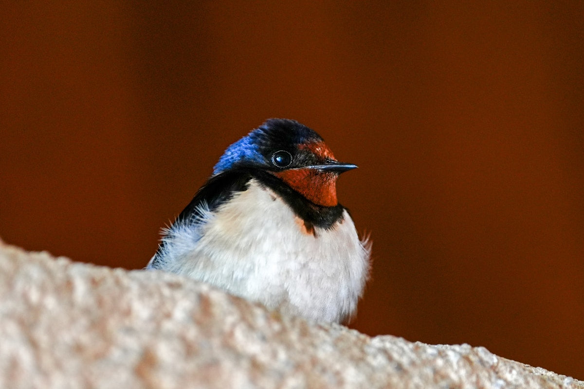 Hirondelle rustique colorée posée sur un rebord — symbole de liberté et de renouveau